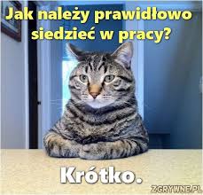 Kot w pracy